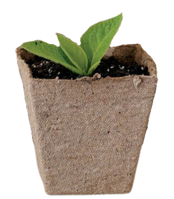 Small green plant growing out of dirt in a paper seed starter pot.